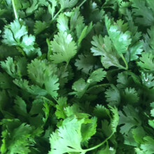 Flat Leaf Plain Parsley Seeds - 400 Fresh French Parsley Herb Seeds ? Grow Your Own Herbs Ideal for Garden, Windowsill, Pots or Containers - Packed in