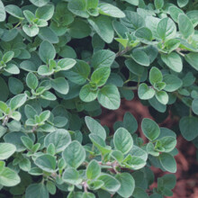 Oregano Seeds - 450 Fresh Greek Oregano Herb Seeds ? Plant and Grow Your Own Herbs Ideal for Greenhouse, Garden, Polytunnel, Growbags, Large Pots or