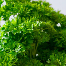Curly Parsley Seeds - 500 Fresh Herb Seeds ? Plant and Grow Your Own Herbs Ideal for Greenhouse, Garden, Polytunnel, Growbags, Large Pots or