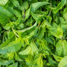 Peppermint Seeds - 200 Fresh Mint Peppermint Herb Seeds ? Plant and Grow Your Own Herbs Ideal for Greenhouse, Garden, Polytunnel, Growbags, Large Pots