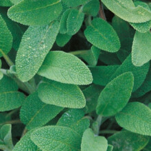 Sage Seeds - 50 Fresh Sage Herb Seeds ? Plant and Grow Your Own Herbs Ideal for Indoors, Greenhouse, Garden, Polytunnel, Growbags, Large Pots or