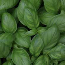 Basil Seeds - 100 Fresh British Basil Herb Seeds ? Plant and Grow Your Own Herbs Ideal for Greenhouse, Garden, Polytunnel, Growbags, Large Pots or