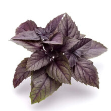 Welldales 50 Sweet Basil Seeds Red Leaf Herbs to Grow UK Allotment Garden Kitchen Pack