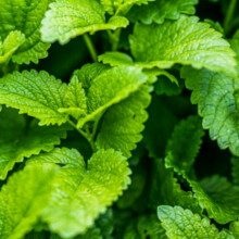 Lemon Balm Seeds - 400 Fresh Lemon Balm Herb Seeds ? Plant and Grow Your Own Herbs Ideal for Greenhouse, Garden, Polytunnel, Growbags, Large Pots or