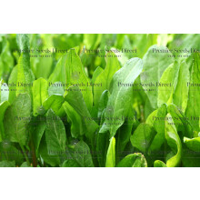 PREMIER SEEDS DIRECT - Herb Sorrel Citrus Volare - Rumex Patienta (2, Grams)