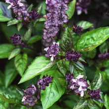 Welldales 50 Spicy Basil Seeds UK Purple Cinnamon Ocimum Basillicum Grow Bush Herb Plants