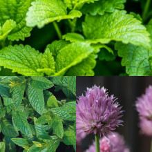 Herb Seeds Collection - 3 Packets - Peppermint, Lemon Balm, Chives - 900 Fresh Herb Seeds - Plant and Grow Your Own Perennial Herbs Indoors or