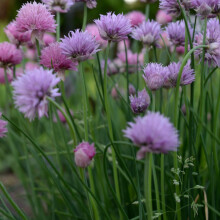 Chives Seeds - 300 Fresh Chive Herb Seeds ? Plant and Grow Your Own Herbs Ideal for Greenhouse, Garden, Polytunnel, Growbags, Large Pots or Containers