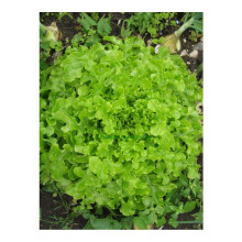 PREMIER SEEDS DIRECT - Lettuce - Salad Bowl Green - 5.6 Grams