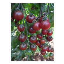 PREMIER SEEDS DIRECT - Tomato Seeds - Cherry - Rosella - 15 Finest Seeds