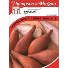 Thompson & Morgan - Vegetables - Shallot Figaro - 150 Seed
