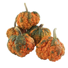 PREMIER SEEDS DIRECT Pumpkin Zombie F1-10 Seeds
