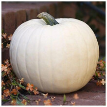 PREMIER SEEDS DIRECT - Vegetable Pumpkin Lumina White 15 Seeds