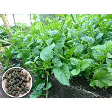 Malabar Spinach Seeds (Pui-Shak) Pack of 100 Seeds
