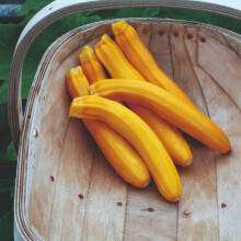 Organic Courgette Golden Zucchini Bright Yellow Summer Squash Producing Tender Fruits Ideal for Roasting Grilling Stir-Fries and Salads Easy-to-Grow