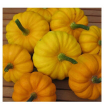 PREMIER SEEDS DIRECT Miniature Pumpkin - Jack BE Little - 45 Finest Seeds