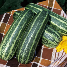 Marrow Tiger Cross Early Maturing Bush Variety Green Striped Courgettes and Marrows Productive Table and Exhibition Award Winner Cucumber Mosaic
