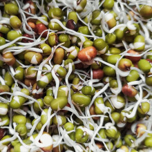Mung Beans Sprouting Seeds ? Fast-Growing ? Indoor Planting Year-Round ? Fresh Tasty Vegetables ? for Your Kitchen Garden