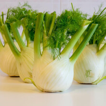Fennel Finocchio Montebianco Seeds ? Italian Bulbing Fennel ? Mid-Late Variety with Large Round Bulbs