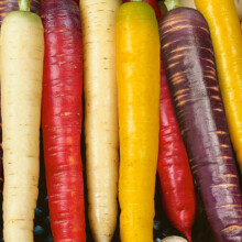 Rainbow Carrot Seeds ? 250 Seeds ? Rainbow, Red Samurai, Purple Haze - Indoor & Outdoor Planting in Pots or Allotment or Garden ? Packed in The UK by