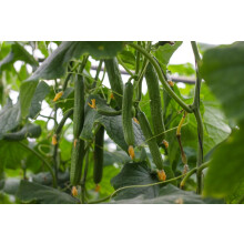Roselyn Seeds Cucumber Seed - Burpless Tasty Green F1, Vegetable Seed for Outdoor Growing, 25 Seeds