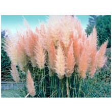 PREMIER SEEDS DIRECT - CORTADERIA - PAMPASS Grass - Pink Feather - 0.05 GRAM ~ Approx 250 Seeds