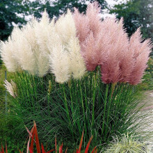 Prairie Pampas Feathers Mix Ornamental Grass with Tall Elegant Feathery Plumes Decorative Foliage Borders Containers Landscaping Hardy Low Maintenance