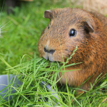 Welldales 360 Guinea Pig UK Timothy Grass Hay Seeds Grow Your Own Animal Food & Bedding 3G