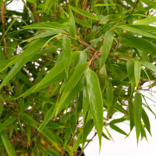 Fargesia Rufa - Hardy Red Panda Bamboo, Non-Invasive Garden Plant Clumping Variety, Year-Round Beauty, Perfect for Screening and UK Climate (2 Litre