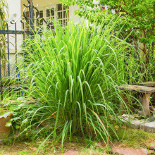 Welldales 50 Tropical Giant Lemon Grass Seeds to Plant & Grow East Indian Kitchen Herbs