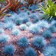 Welldales 50 Fescue Blue Grass Seeds Dwarf Self Seeding Ornamental Evergreen Garden Shrubs
