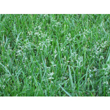 100g Seeds of Tall Fescue Grass Seed Lawn