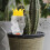 Automatic Plant Watering Stake Dripping Spike For Indoor Plants 5