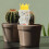 Automatic Plant Watering Stake Dripping Spike For Indoor Plants 6