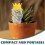 Automatic Plant Watering Stake Dripping Spike For Indoor Plants 10