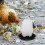 2Pcs Assorted Color Poultry Feeder Plastic Chicken Waterer for Coop 3