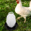 2Pcs Assorted Color Poultry Feeder Plastic Chicken Waterer for Coop 4