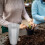 36Pcs Transparent Plastic Planting Nursery Cups Durable Nutrient Pots 4
