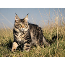 Maine Coon Cat Canvas Wall Art, 12x16 Inch Framed Poster for Living Room, Bedroom, Office & More