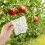 2Pcs Molde De Modelagem Para Frutas, Ferramenta Crescimento Melancia 10