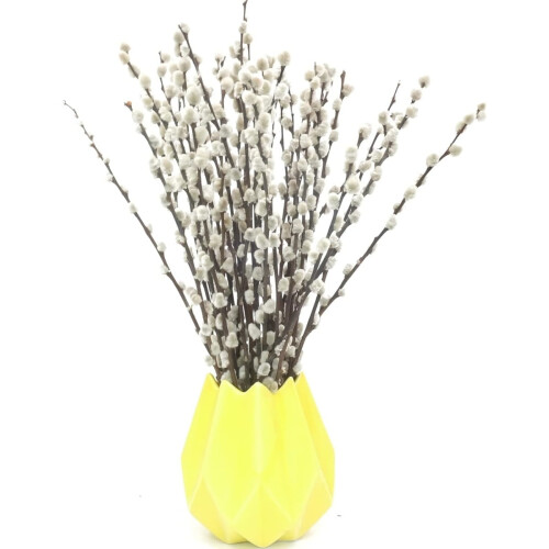 Véritables chatons de saule séchés, 40 cm, blancs, 20 pièces