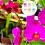 60 plastic orchidee clips voor - en klimopsteun 11