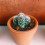 2 Påsar Ceramsit Blomlådsdekoration Av Andningsbart Material 2