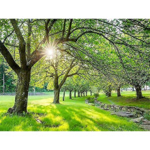 30 x 40 cm ,Bord d'arbres Diamond Painting Broderie Diamant Peinture Canevas 5d Tableau Enfant Adulte Strass Lot Puzzle Dessin Decoration Murale