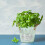 1Seaupot En Fer Vert Vintage Pour Décoration De 3