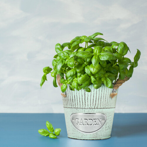1Seaupot En Fer Vert Vintage Pour Décoration De 2