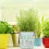 1Seaupot En Fer Vert Vintage Pour Décoration De 4