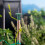 48Pcs Bright Green Plastic Cane Topper Protectors for Garden Use 6