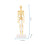 Human Skeleton Model Kit for Learning and Teaching, 35cm Bundle 1