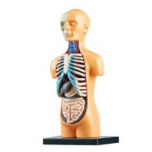 Modèle de torse humain 3D à monter soi-même, avec organes internes amovibles. Jouet éducatif à monter soi-même.